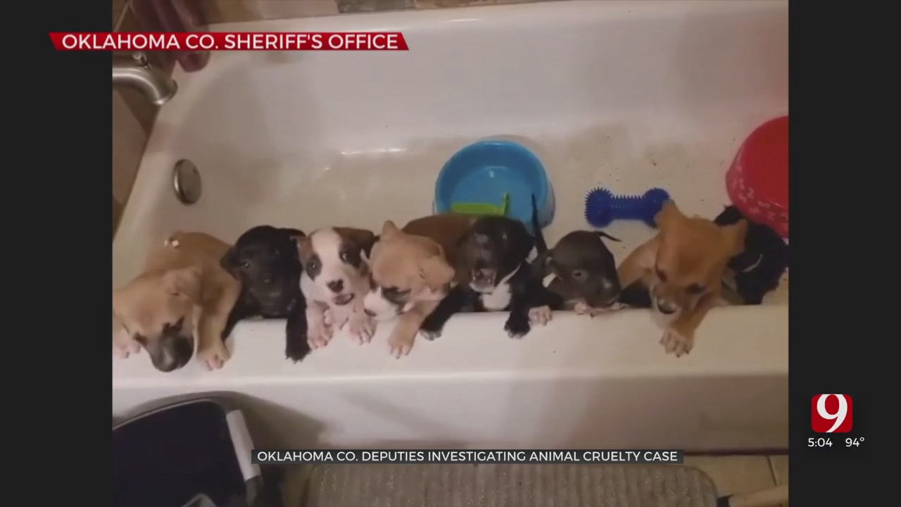 ‘The Smell Was Horrific’: 2 Of 11 Puppies Found Dead In Animal Cruelty Case