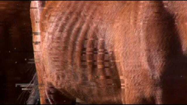 Malnourished Horses Seized In LeFlore County