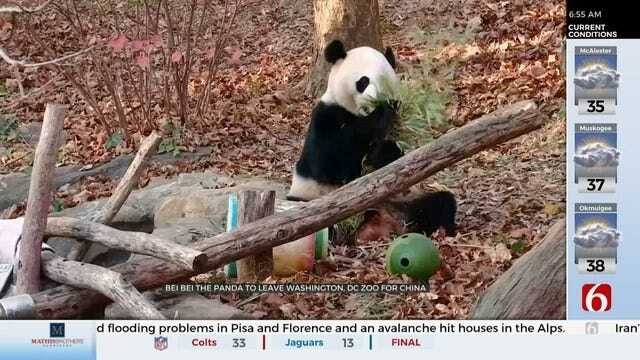 WATCH: The Smithsonian National Zoo Says Goodbye To Bei Bei