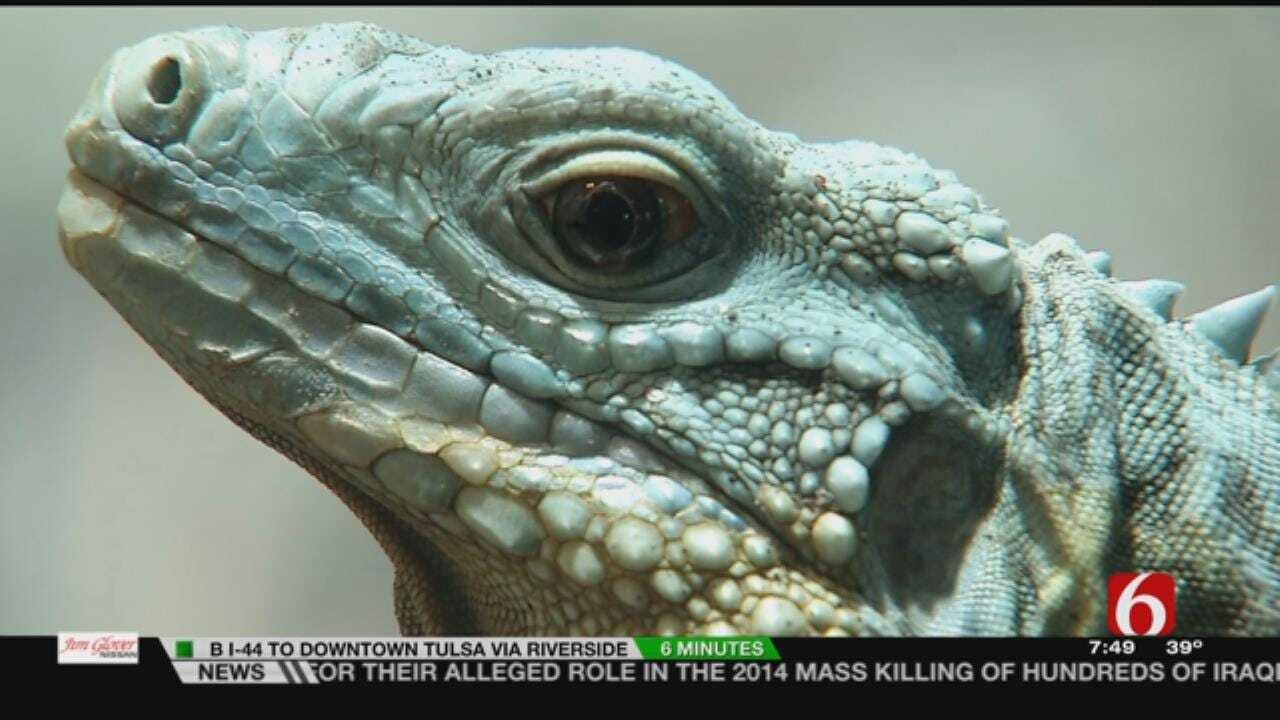 Wild Wednesday: Learning More About The Blue Iguana At The Tulsa Zoo