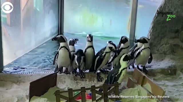 Penguins Explore Obstacle Course In Zoo Habitat