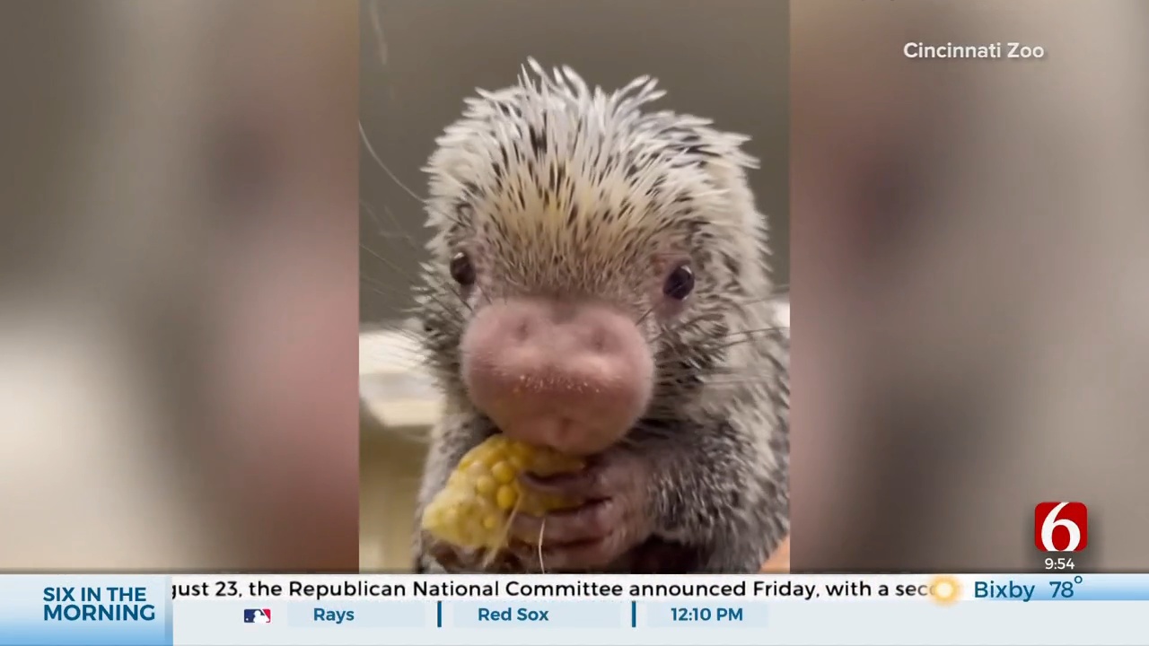 Adorable Porcupine Rico Charms Internet With Corn Video