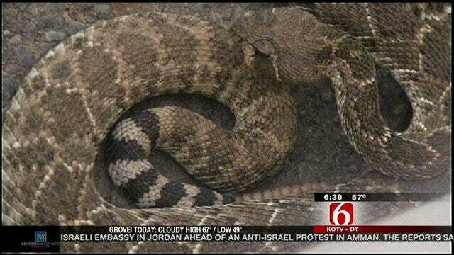 Flying the Coop: MC Swab Gets Up Close And Personal With Rattlesnakes
