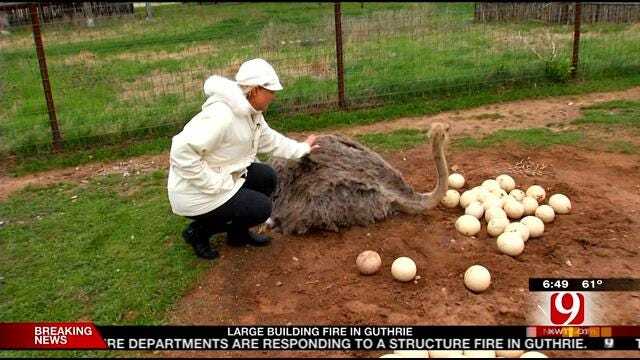 Take This Job And Love It: Tammy Payne As An Ostrich Farmer