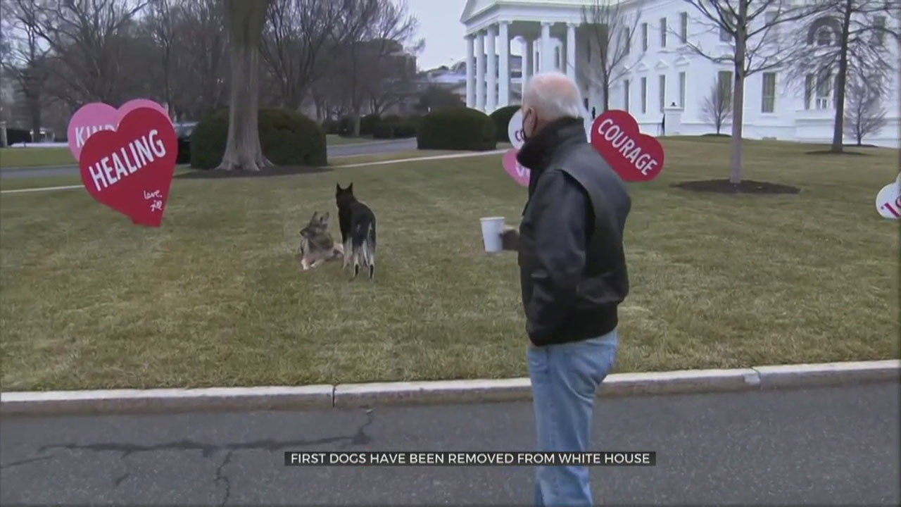  Biden Dogs Temporarily Moved From White House After Incident