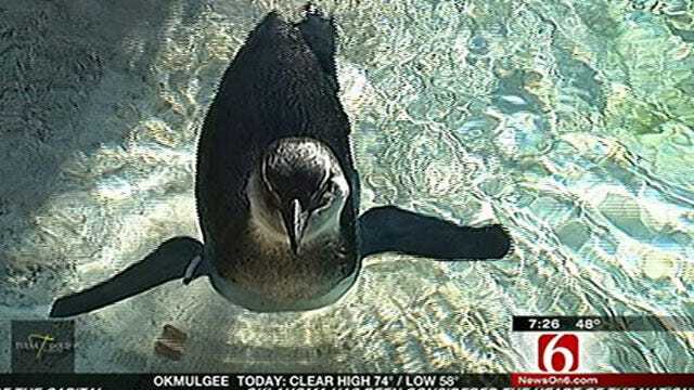 Wild Wednesday Features Lenny The Penguin