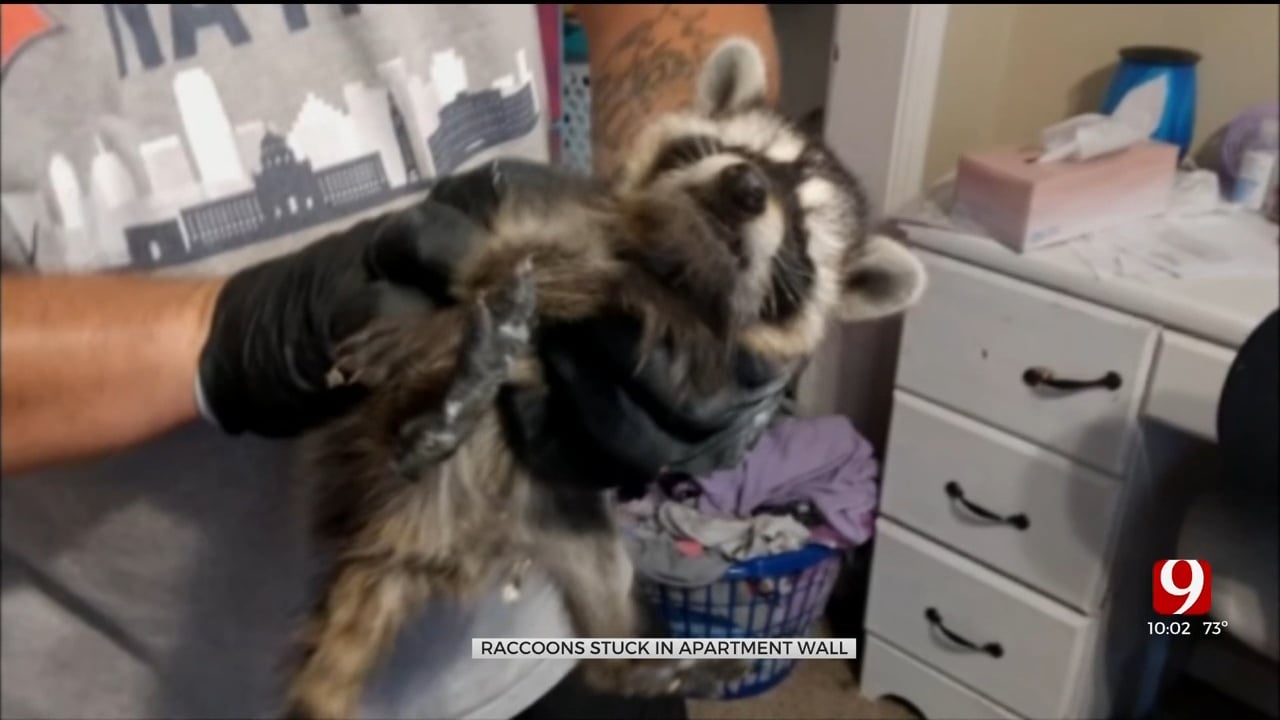 Raccoons Living In Walls At Oklahoma City Apartment Complex, Residents Say