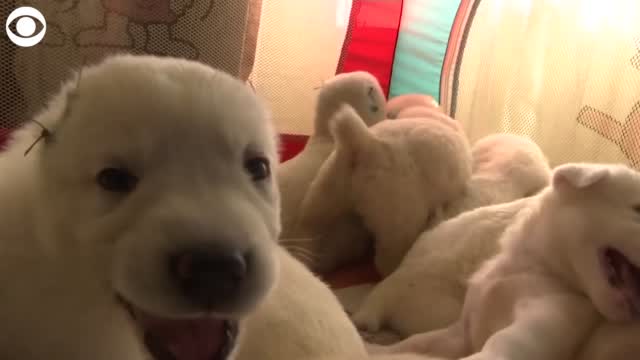 WATCH: Dog Gives Birth To 17 Puppies