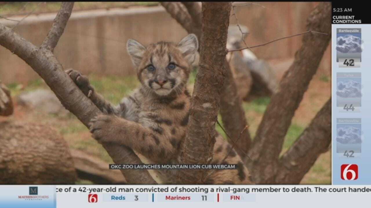 OKC Zoo Launches Cougar Cub Cam