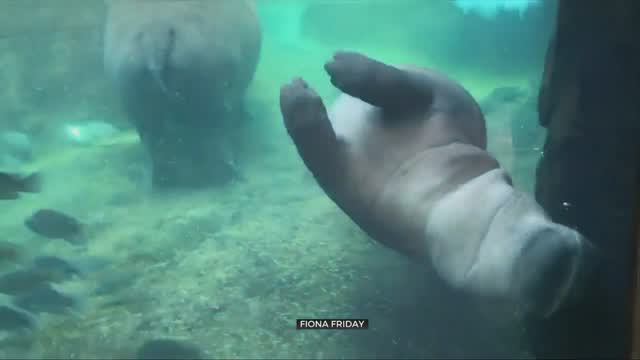 Watch: Fiona The Hippo Give Her Mom A 'Crash Kiss'