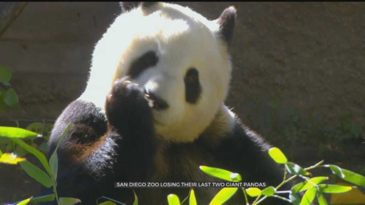 San Diego Zoo Says Goodbye to Pandas