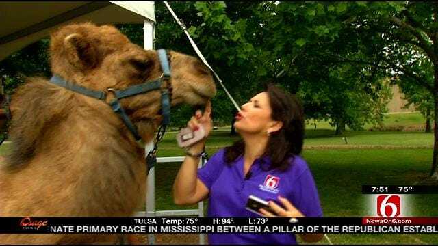 Wild Wednesday Previews Zoo Animals We See On News On 6 This Summer