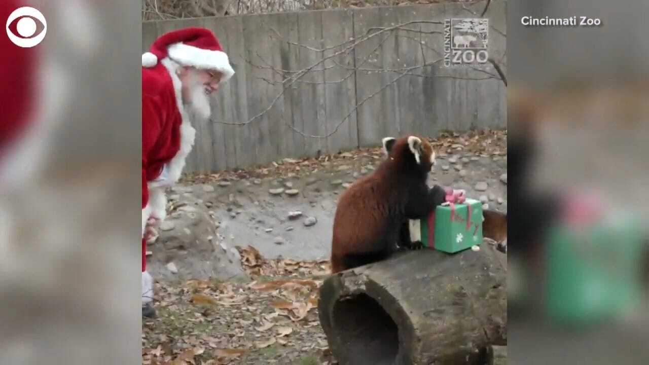 SO CUTE! Santa Delivers Gifts To Zoo Animals