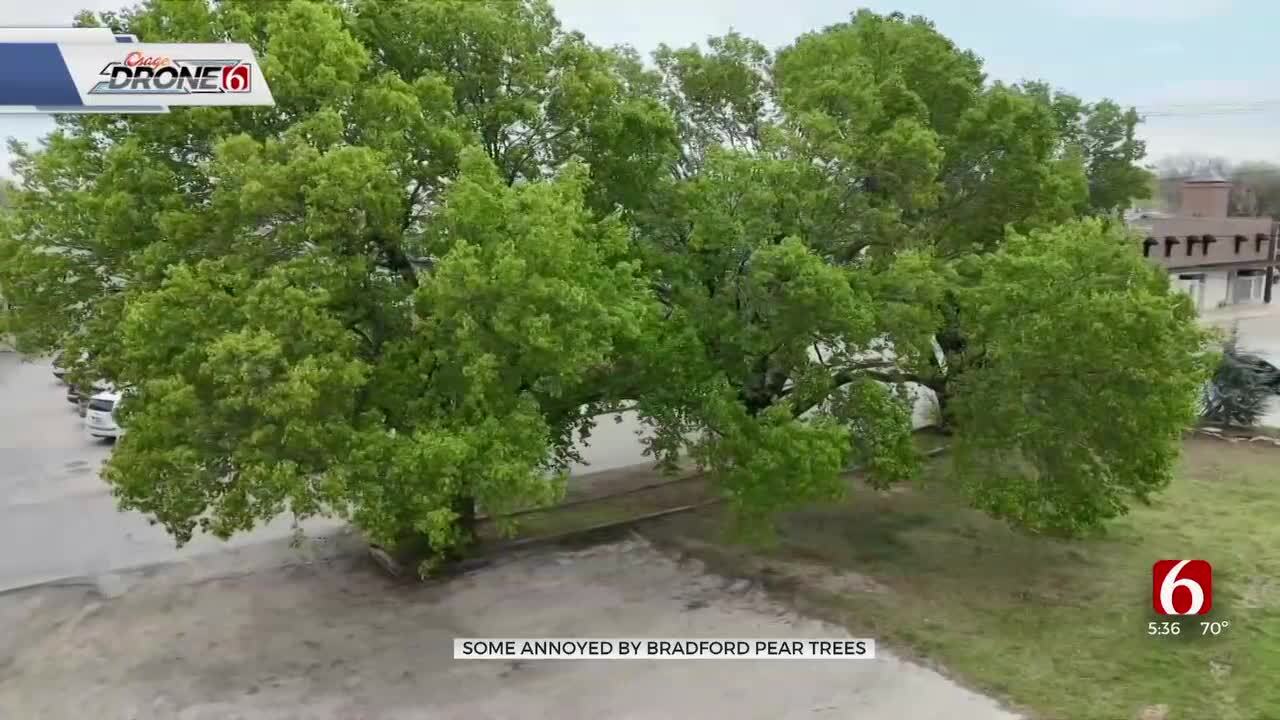Some Annoyed By Bradford Pears As Spring Comes To Green Country