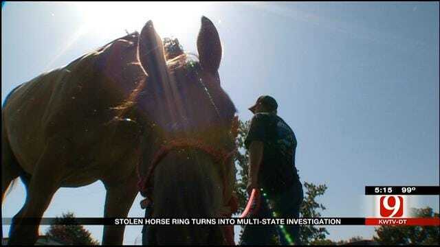 Stolen Horse Ring Turns Into Multi-State Investigation
