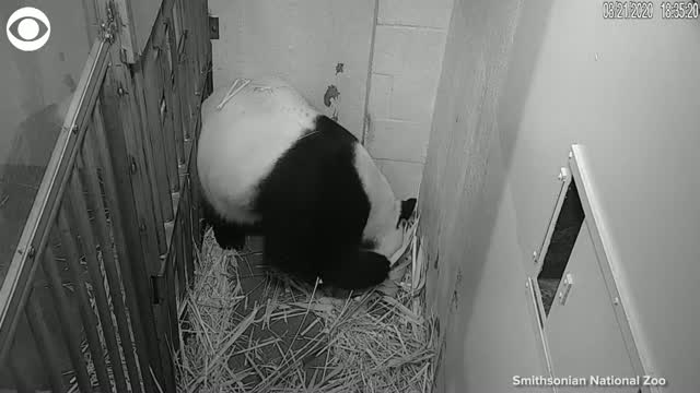 Giant Panda Gives Birth To Cub At The Smithsonian's National Zoo