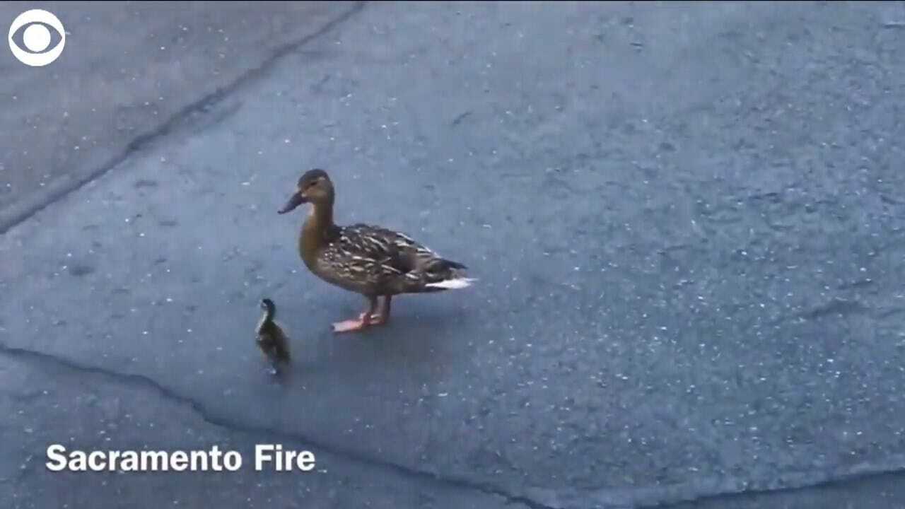WATCH: Ducklings Rescued From Drain