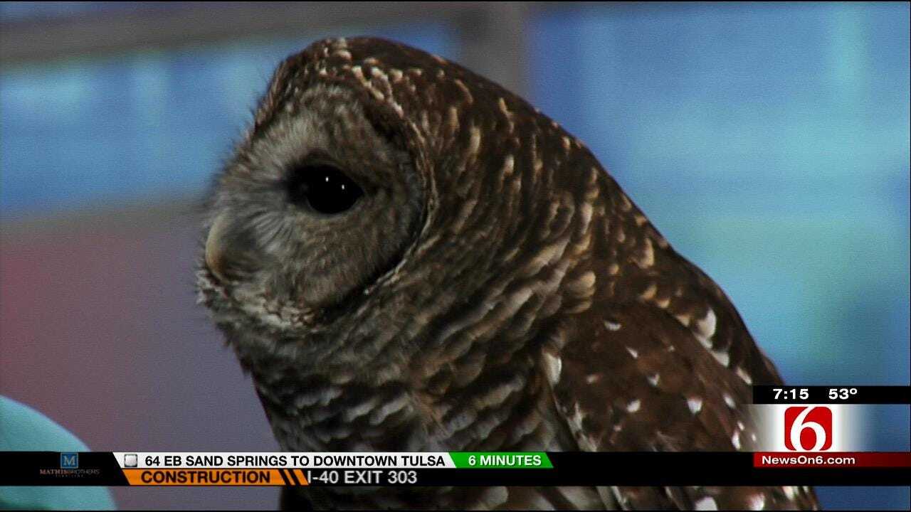 Wild Wednesday: Barred Owl Visits 6 In The Morning