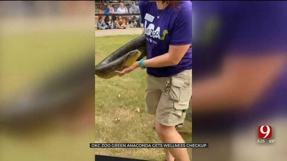 WATCH: OKC Zoo's Green Anaconda Gets Wellness Checkup