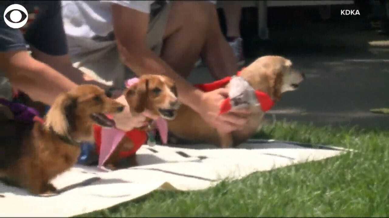 AWWW: Dachshunds Race In Part Of Fourth Of July Celebrations