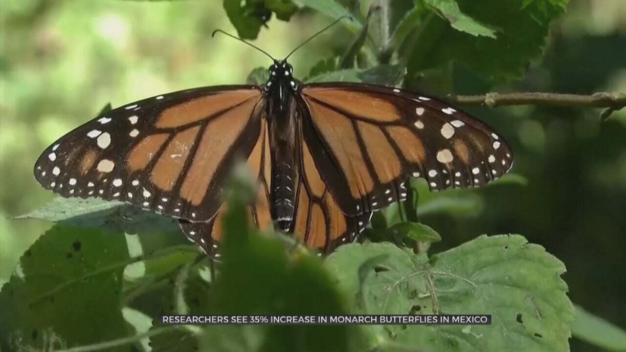 Researchers See 35% Increase In Monarch Butterflies In Mexico