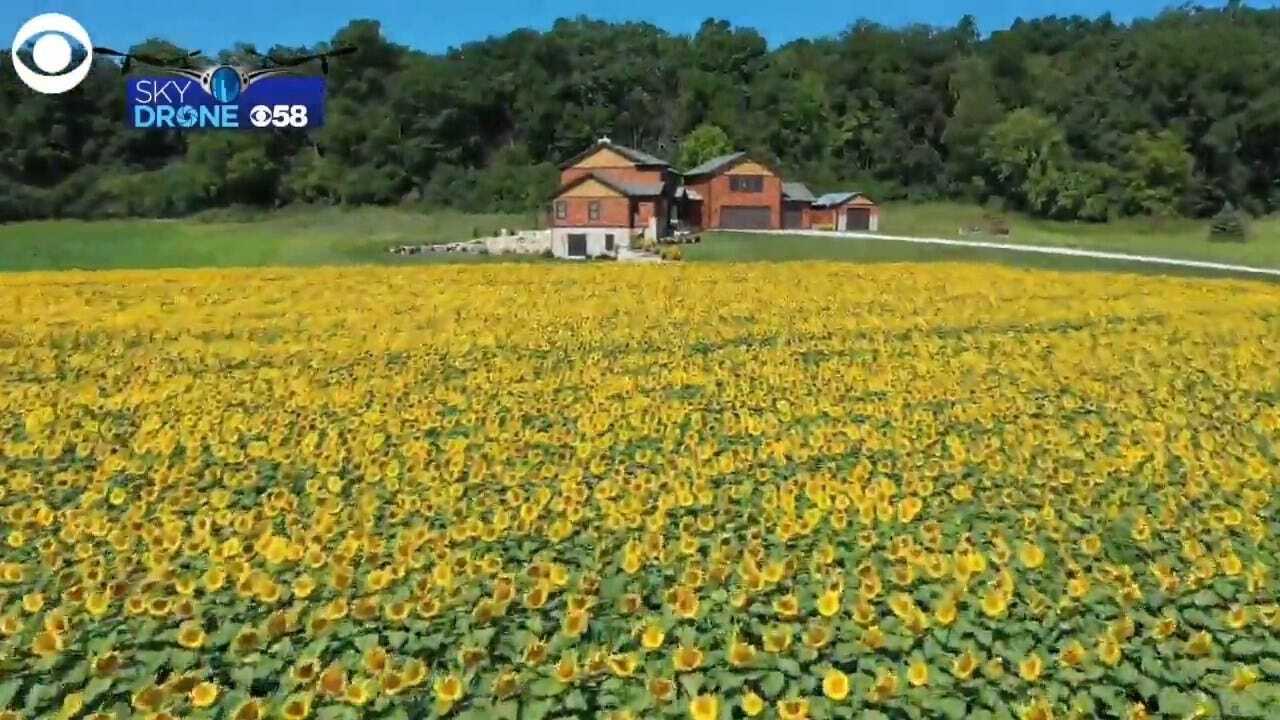 Field Of Gold: 500,000 Sunflowers In Wisconsin Field