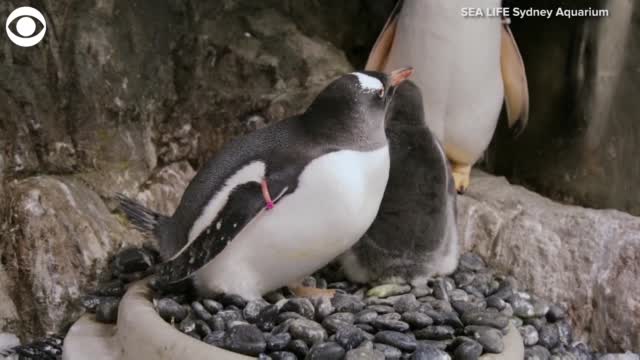 WATCH: Penguin Chicks Hatch At Aquarium In Sydney, Australia