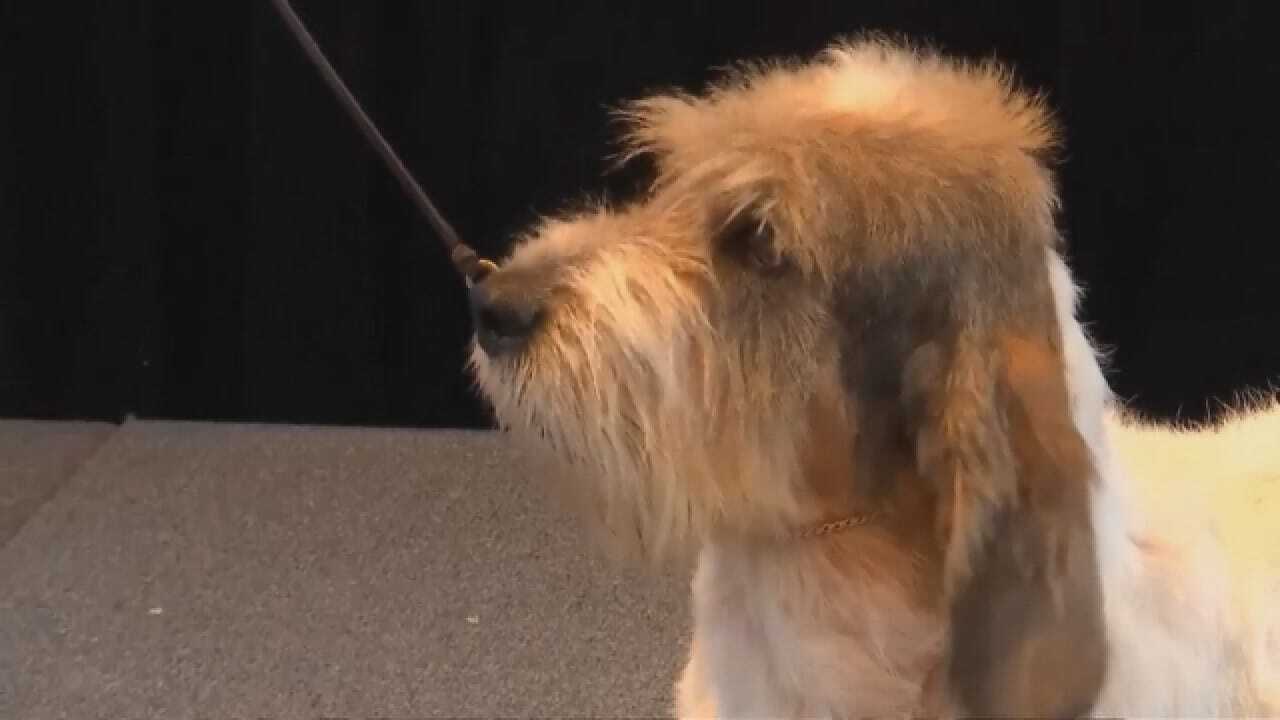 Westminster Kennel Club Dog Show Adds Two Breeds To Competition