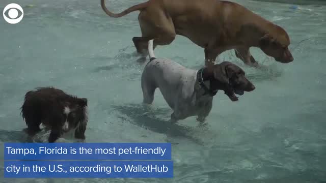 Watch: The Most And Least Pet-Friendly Cities In The U.S.