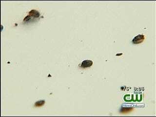 Sand Springs Apartment Complex Dealing With Tick Infestation