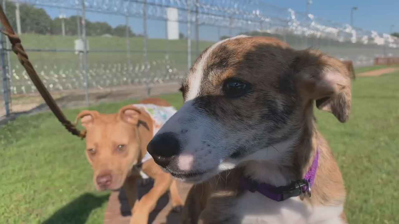 Animals Rescued From Spencer Dog Fighting Ring Given New Futures