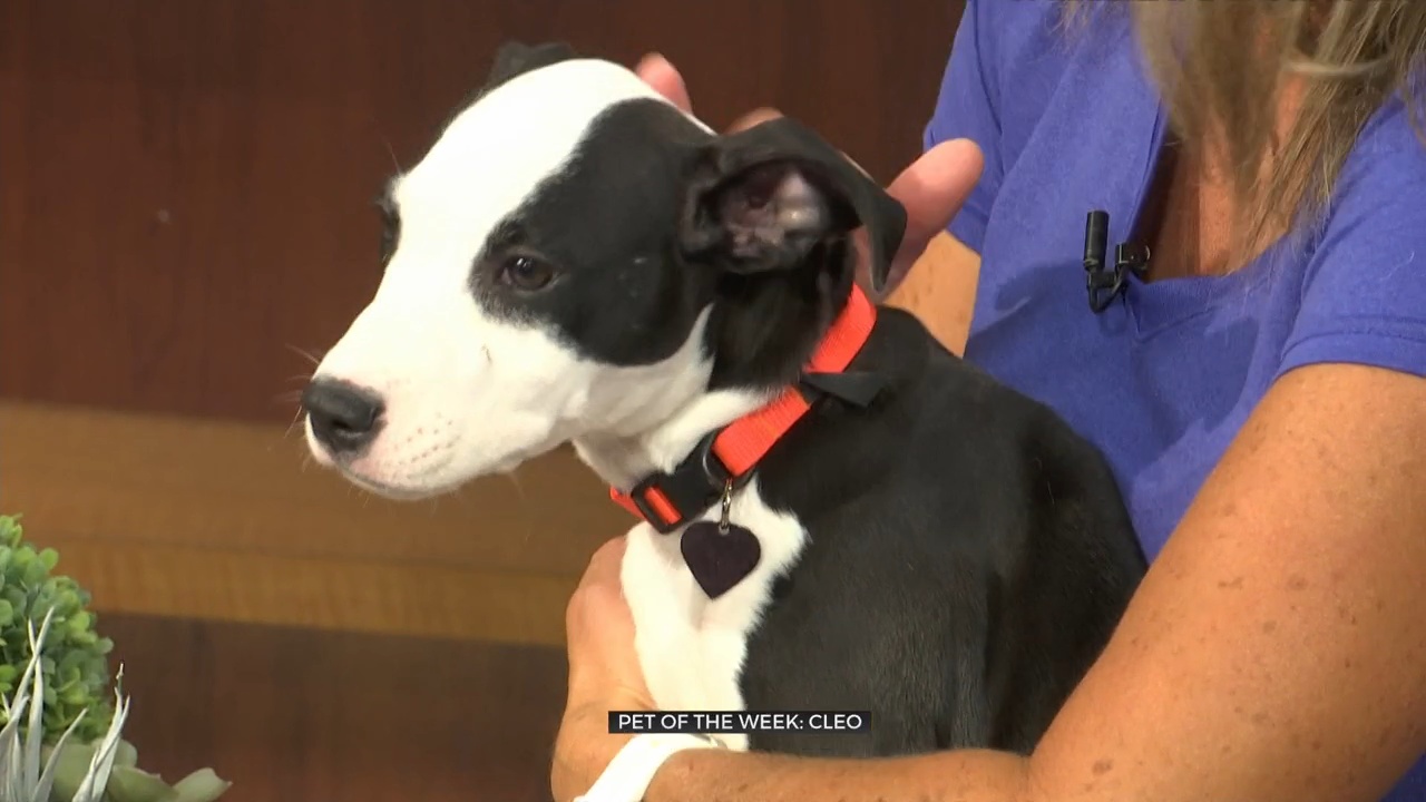 Pet Of The Week: Cleo