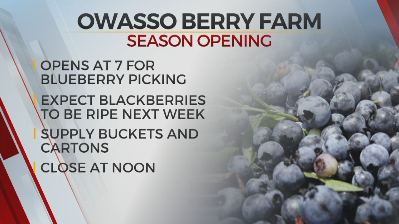 Owasso Christmas Tree & Berry Farm Opens For The Season