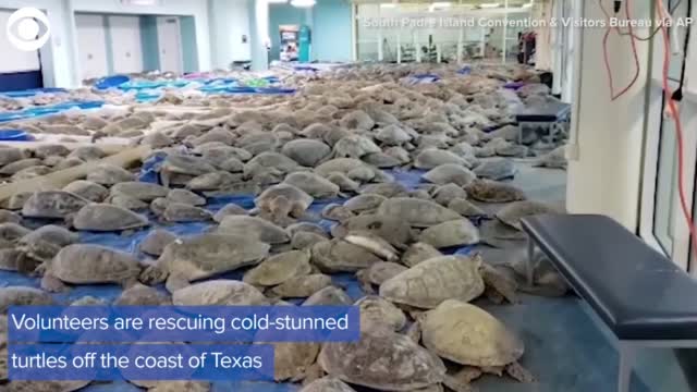 More Than 4,000 Cold-Stunned Sea Turtles Rescued From Freezing Texas Waters