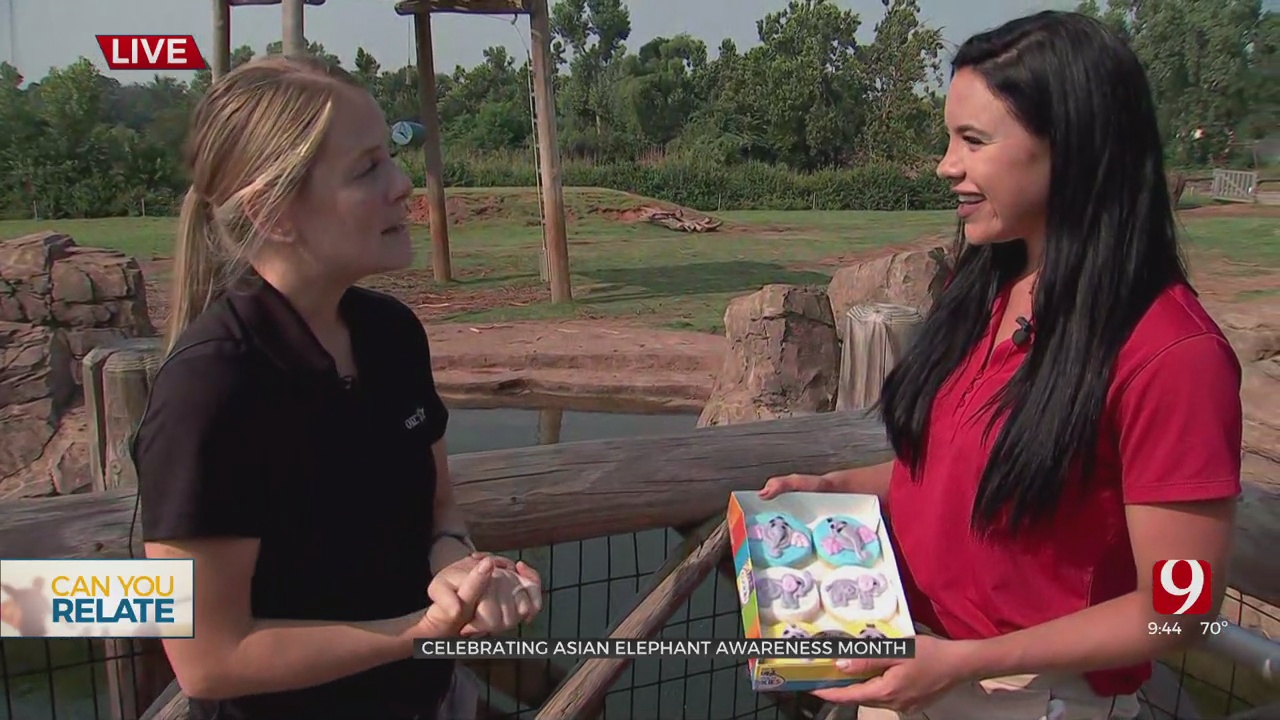 Can You Relate? OKC Zoo Celebrates Asian Elephant Awareness Month
