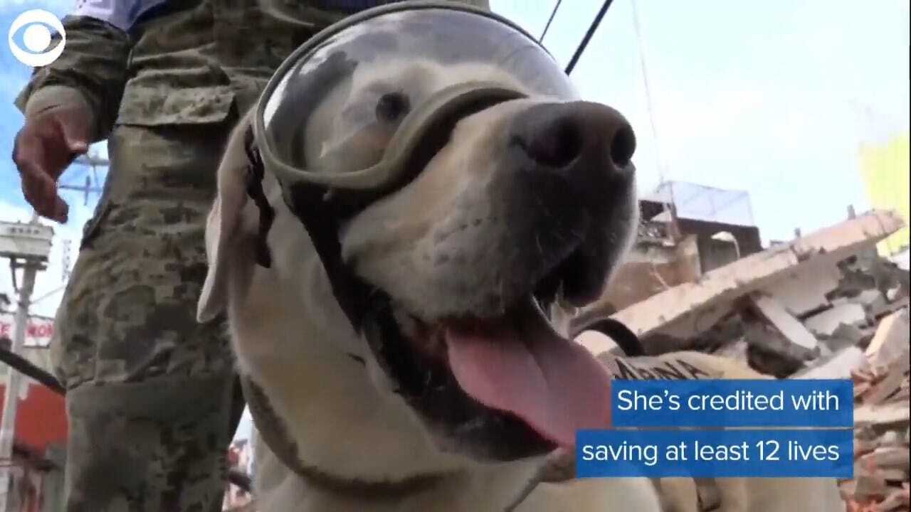 GOOD GIRL: Frida The Rescue Dog Retires