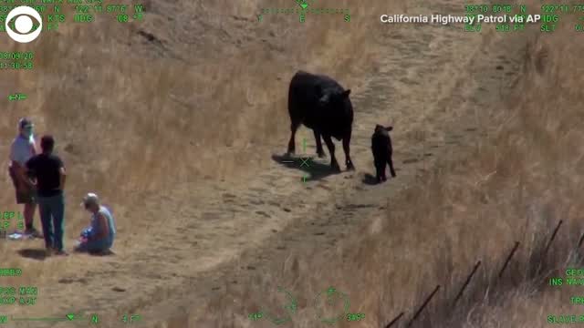 Watch: Couple Rescued After Being Chased By Cow In California