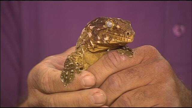 Wild Wednesday: Giant Gecko