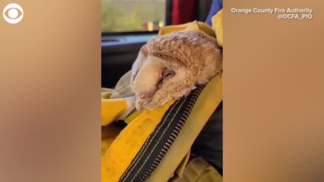 WATCH: Owl Rescued From California Wildfire