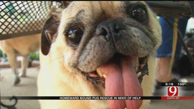Homeward Bound Pug Rescue In Need Of Help
