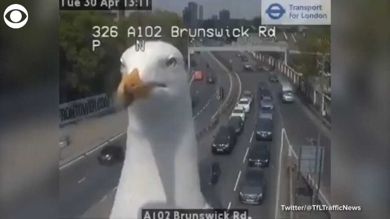 Seagull Repeatedly Photobombs Traffic Camera — And Becomes Viral Hit