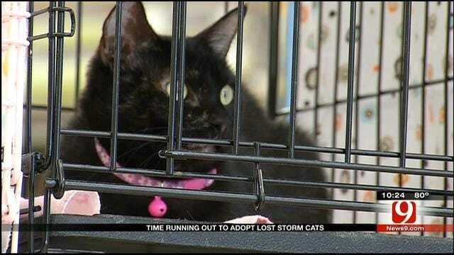 Norman Pet Store Hosts Adoption Event For Cats Displaced By Tornado