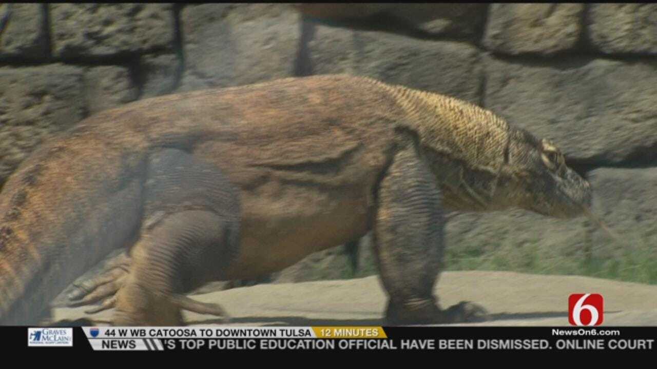 Wild Wednesday: Tulsa Zoo's Komodo Dragon Exhibit