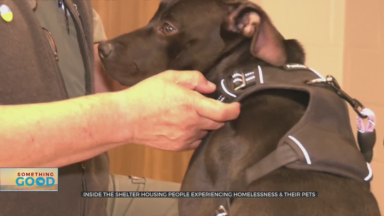 Local Veterinarian Helps Animals Experiencing Homelessness 