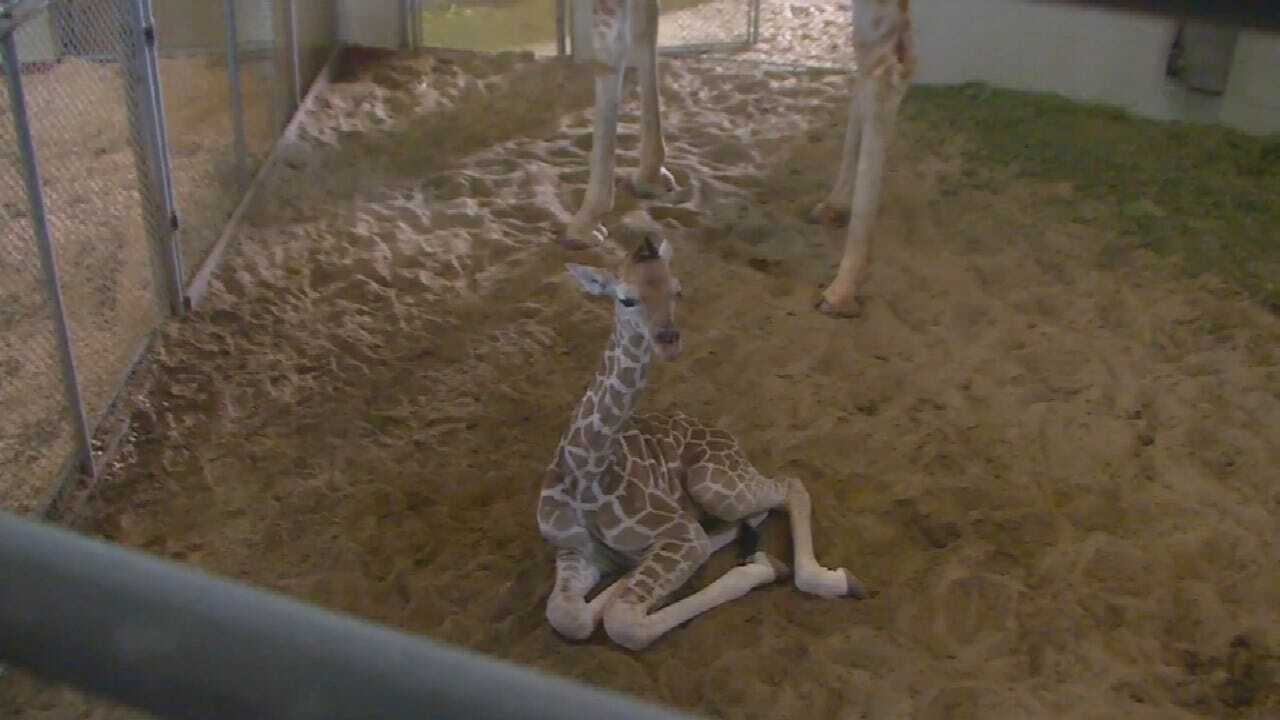 Colorado Zoo Welcomes Baby Giraffe