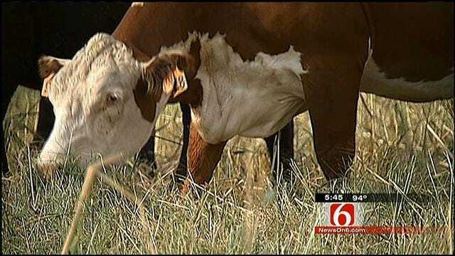 Drought Has Oklahoma Ranchers, Including Travis Meyer, Praying For Rain