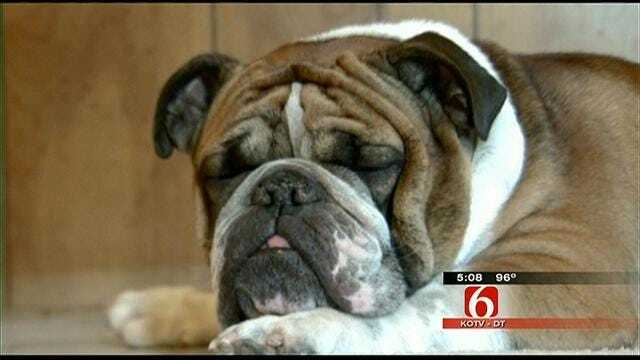 Oklahoma Soldier's Stolen Dog Returned Safe