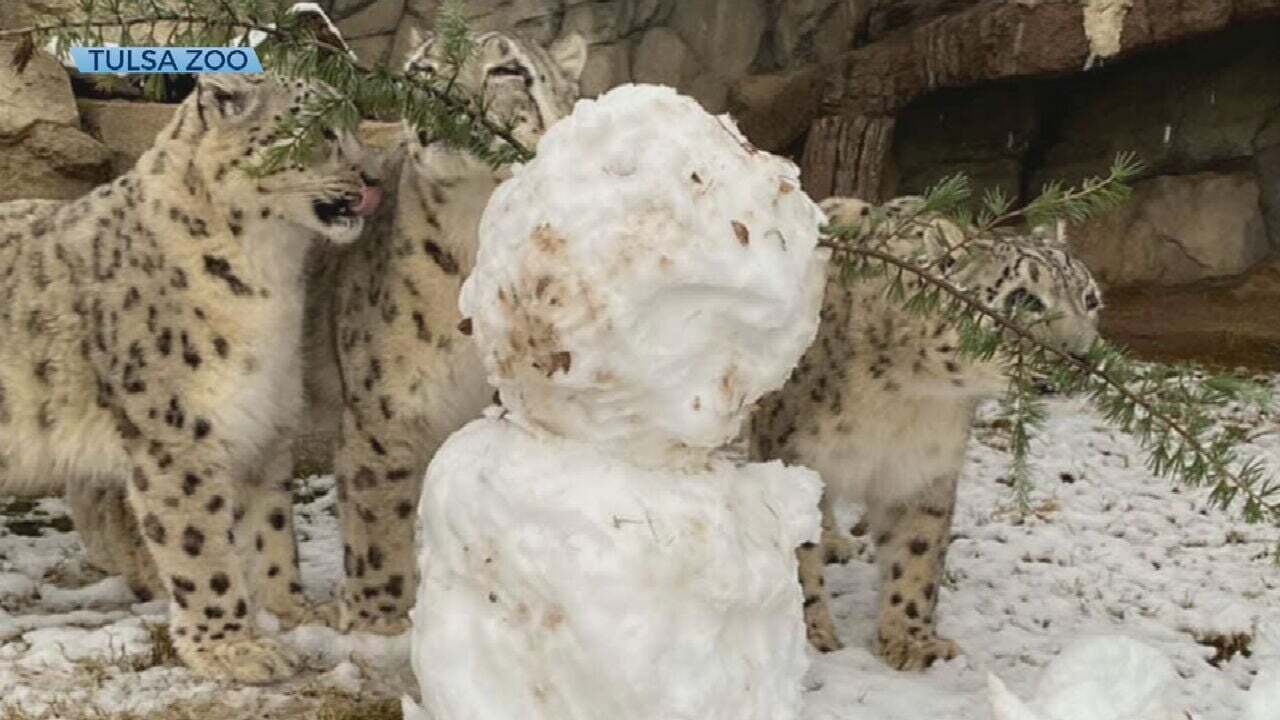 Watch: Tulsa Zoo Animals Enjoy Snowy Weather 