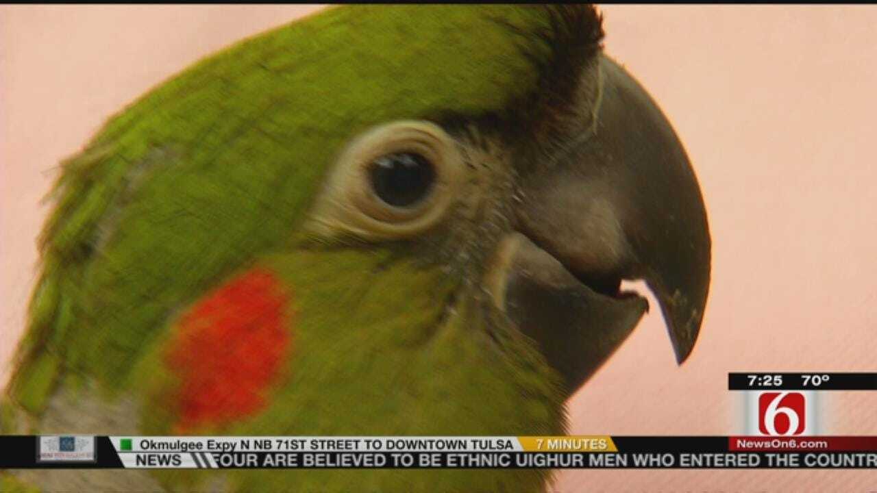 Wild Wednesday: Baby Macaws In The Rain Forest Exhibit At The Tulsa Zoo