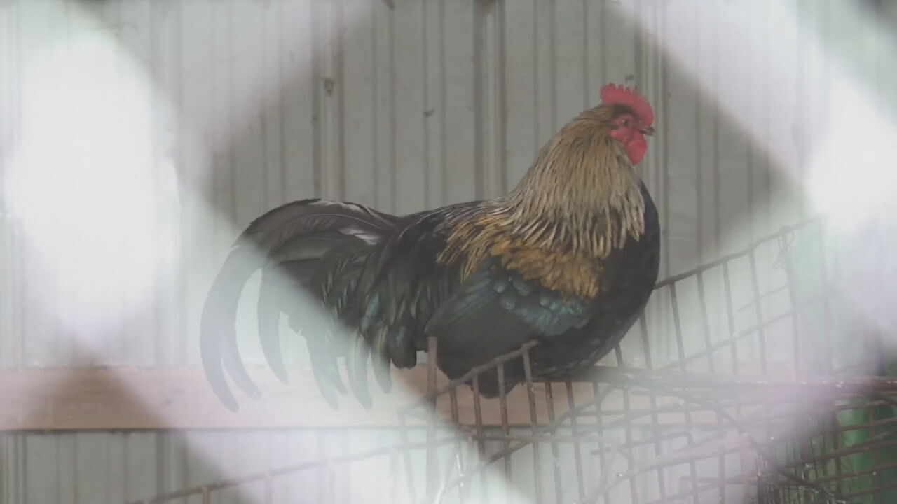 Oklahoma Farmers Take Steps To Protect Flocks From Bird Flu